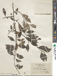 Ilex vomitoria image