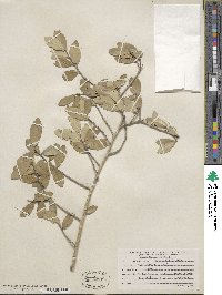 Ilex vomitoria image