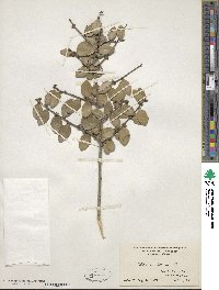 Ilex vomitoria image