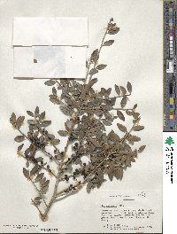 Ilex vomitoria image