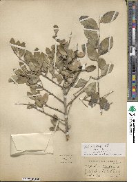 Ilex vomitoria image