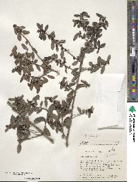 Ilex vomitoria image