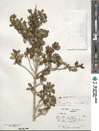 Ilex vomitoria image