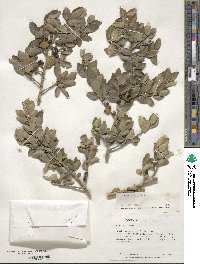 Ilex vomitoria image