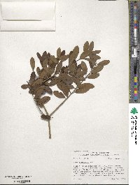 Ilex vomitoria image