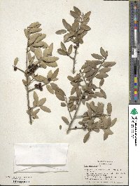 Ilex vomitoria image