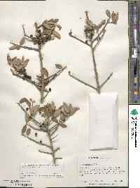 Ilex vomitoria image