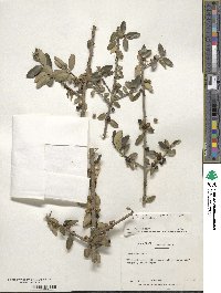 Ilex vomitoria image