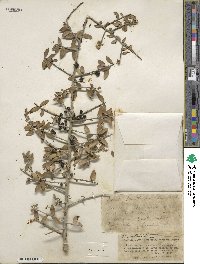 Ilex vomitoria image