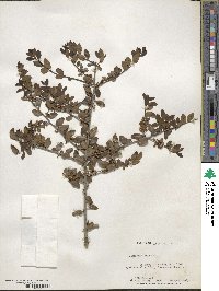 Ilex vomitoria image