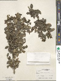 Ilex vomitoria image