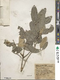 Image of Ilex brandegeeana