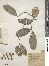 Ilex brandegeeana image