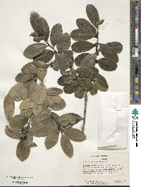 Ilex carpinterae image