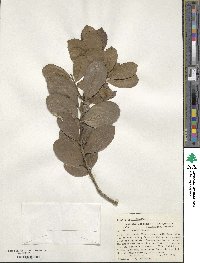 Ilex discolor image