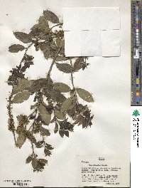 Ilex discolor image