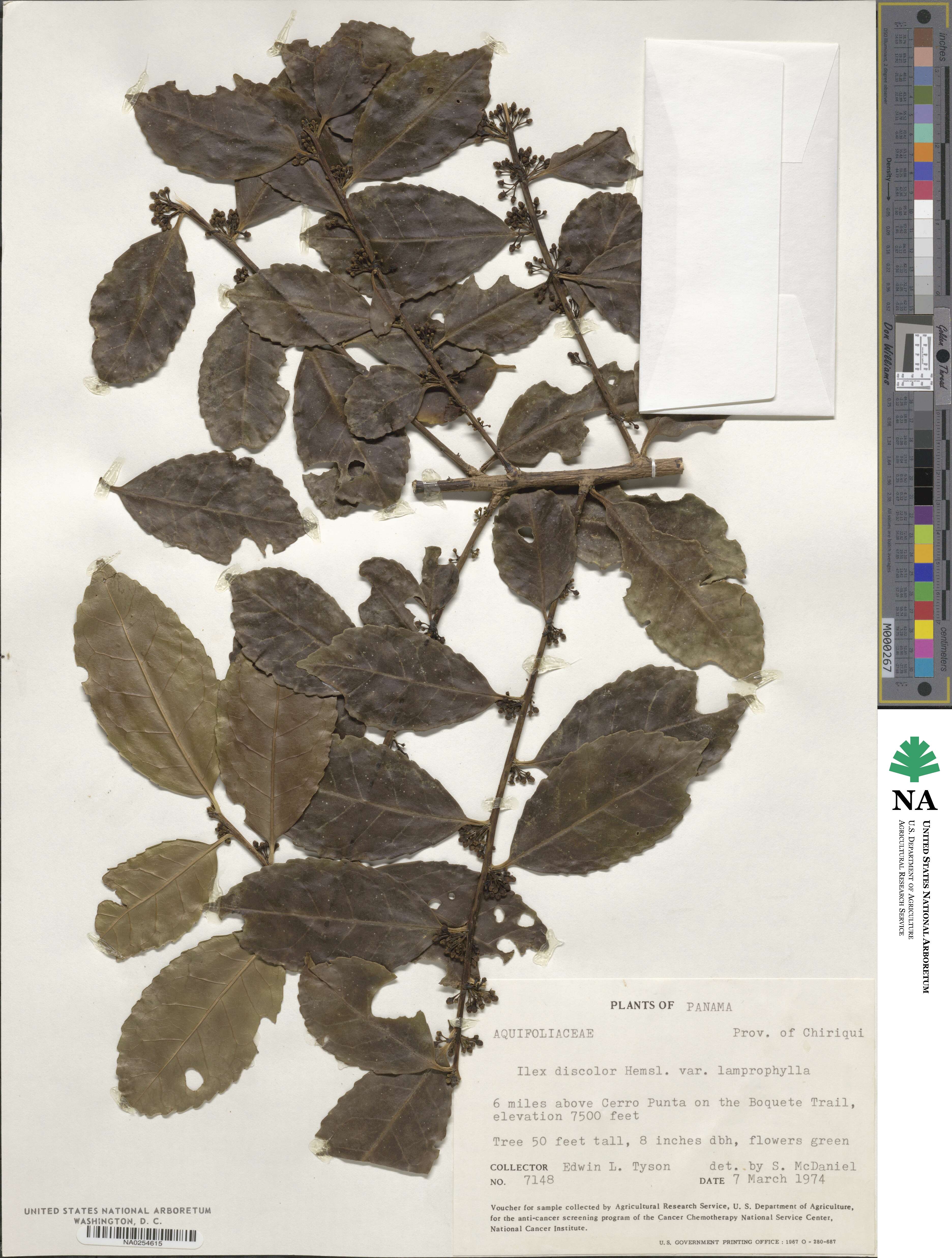 Ilex gracilipes image