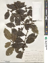 Ilex gracilipes image