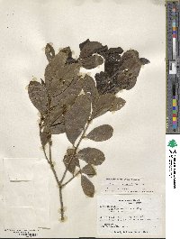 Ilex guianensis image