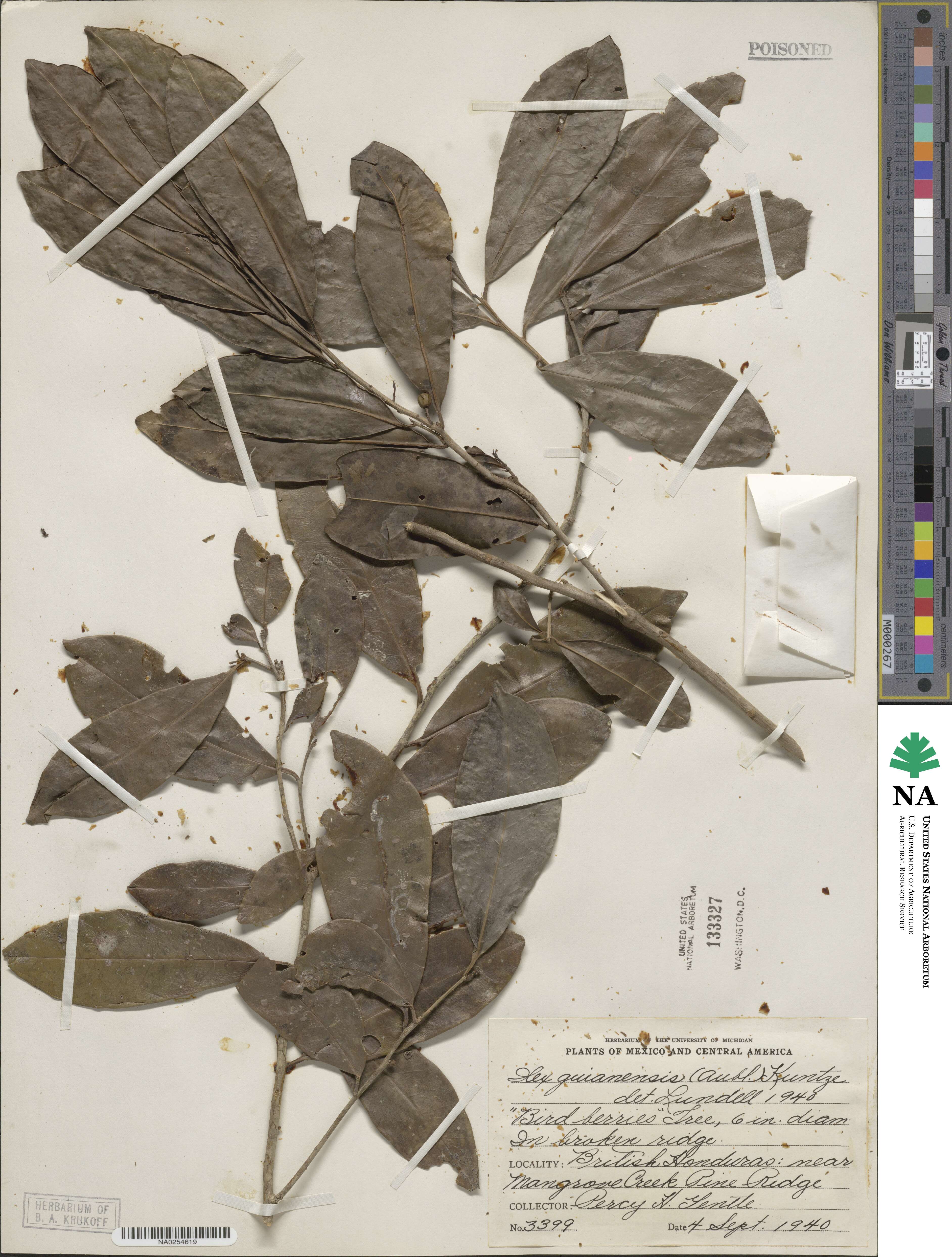 Ilex guianensis image