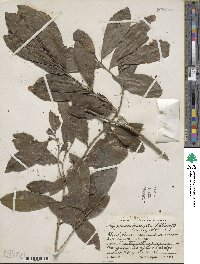 Ilex guianensis image