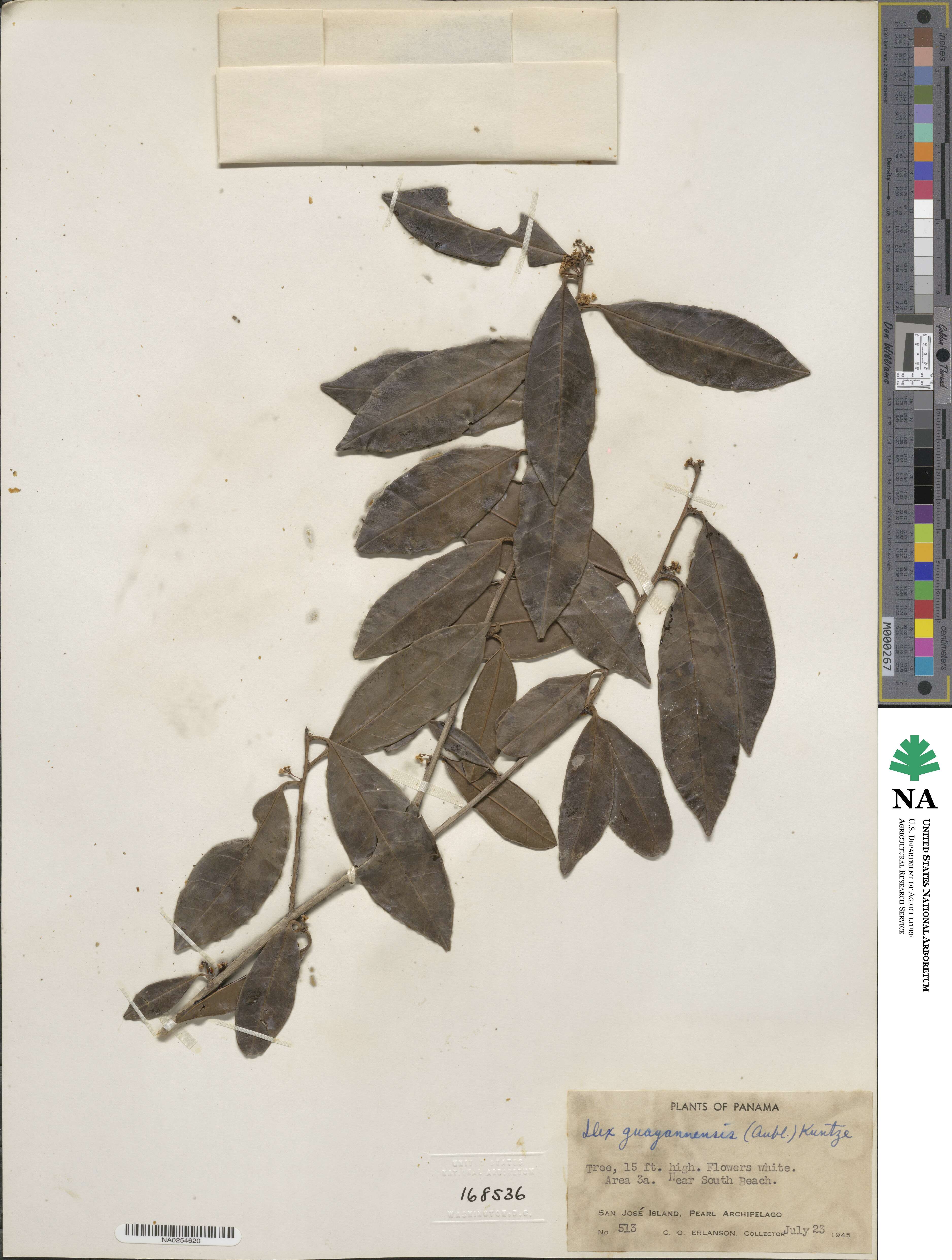 Ilex guianensis image