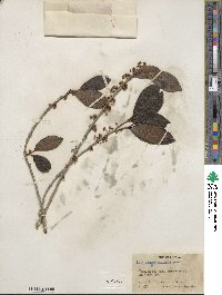 Ilex guianensis image