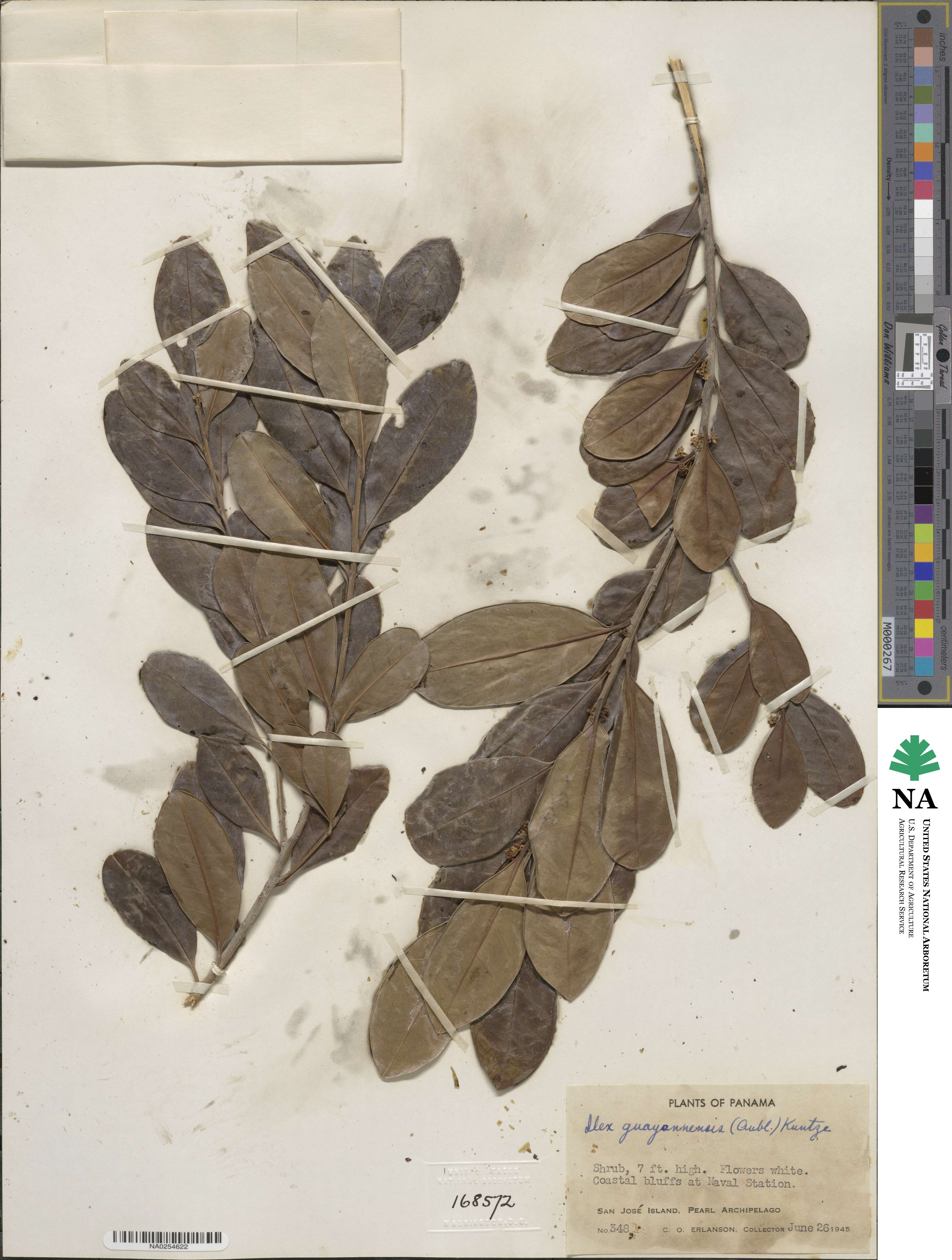 Ilex guianensis image