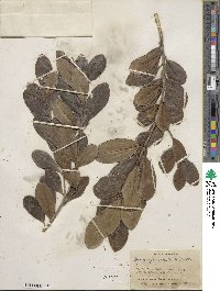 Ilex guianensis image