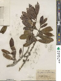 Ilex guianensis image