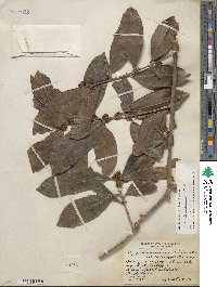 Ilex guianensis image