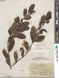 Ilex guianensis image