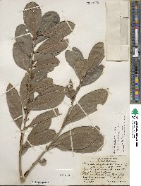 Ilex guianensis image