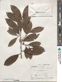 Ilex guianensis image