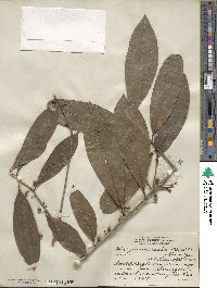 Ilex guianensis image