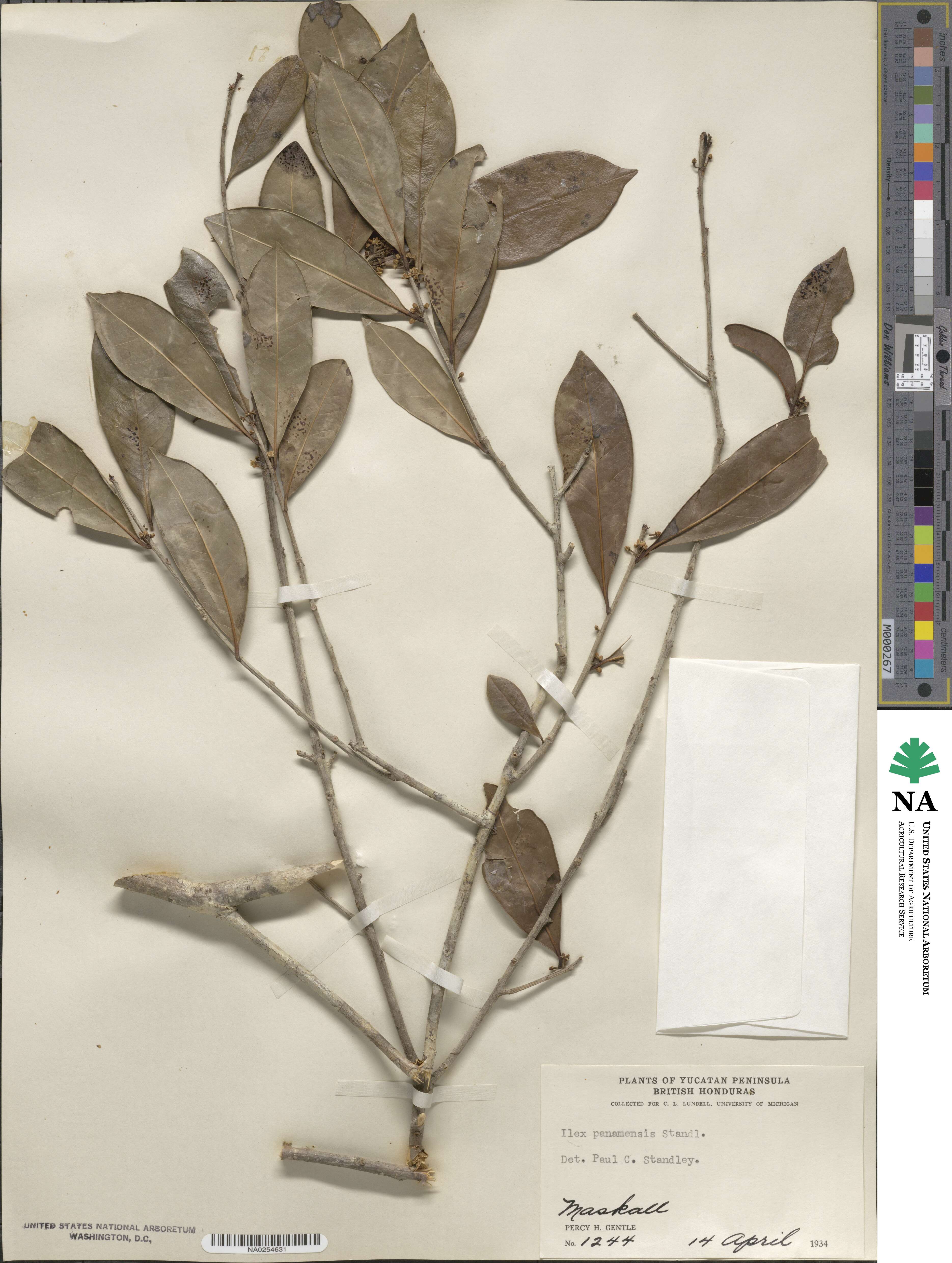 Ilex guianensis image