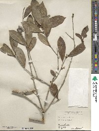 Ilex guianensis image