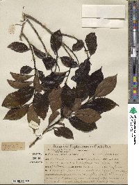 Ilex lamprophylla image