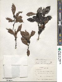 Ilex lamprophylla image