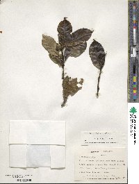 Ilex lamprophylla image