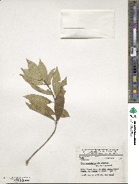 Ilex quercetorum image