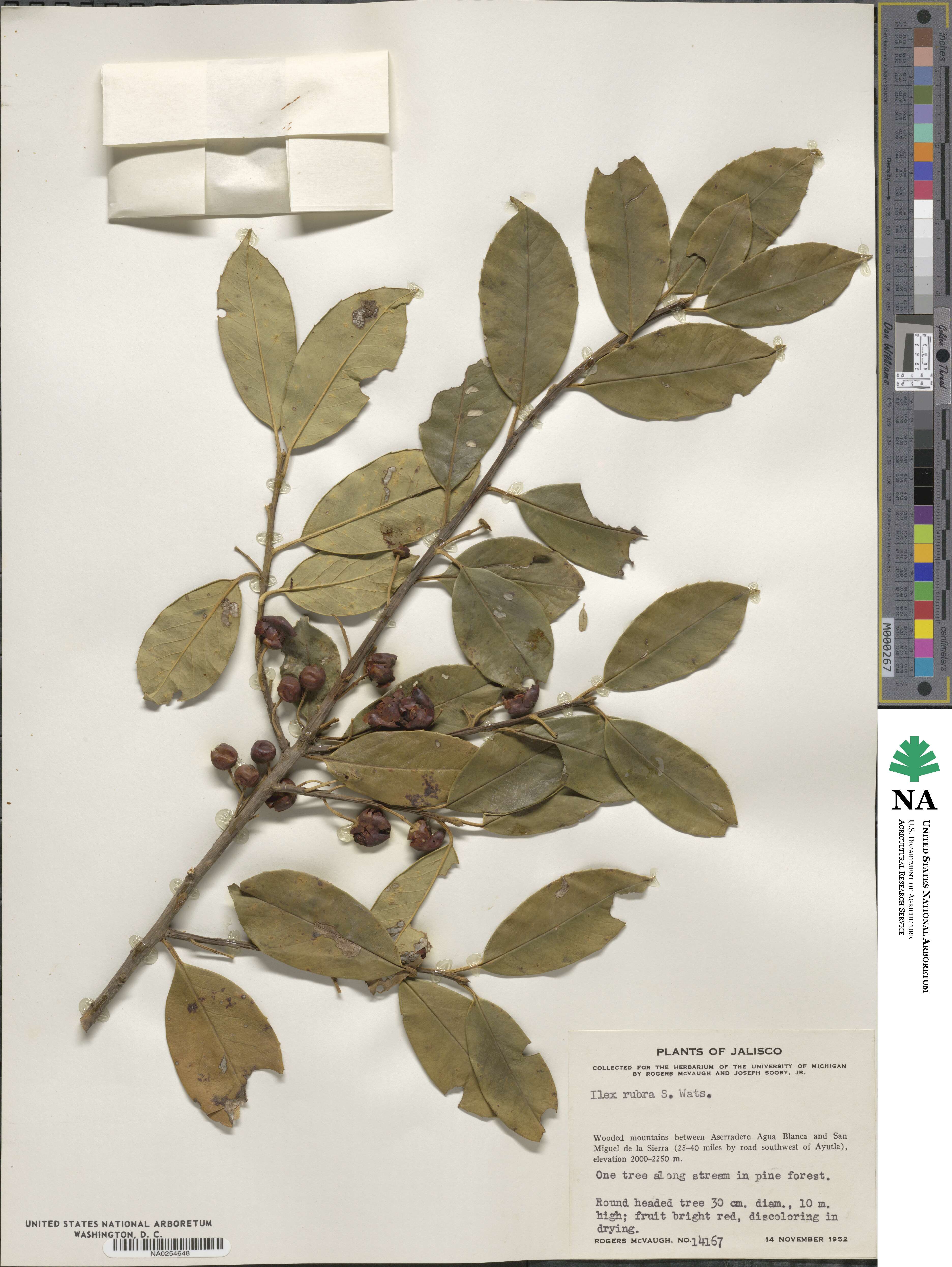 Ilex rubra image