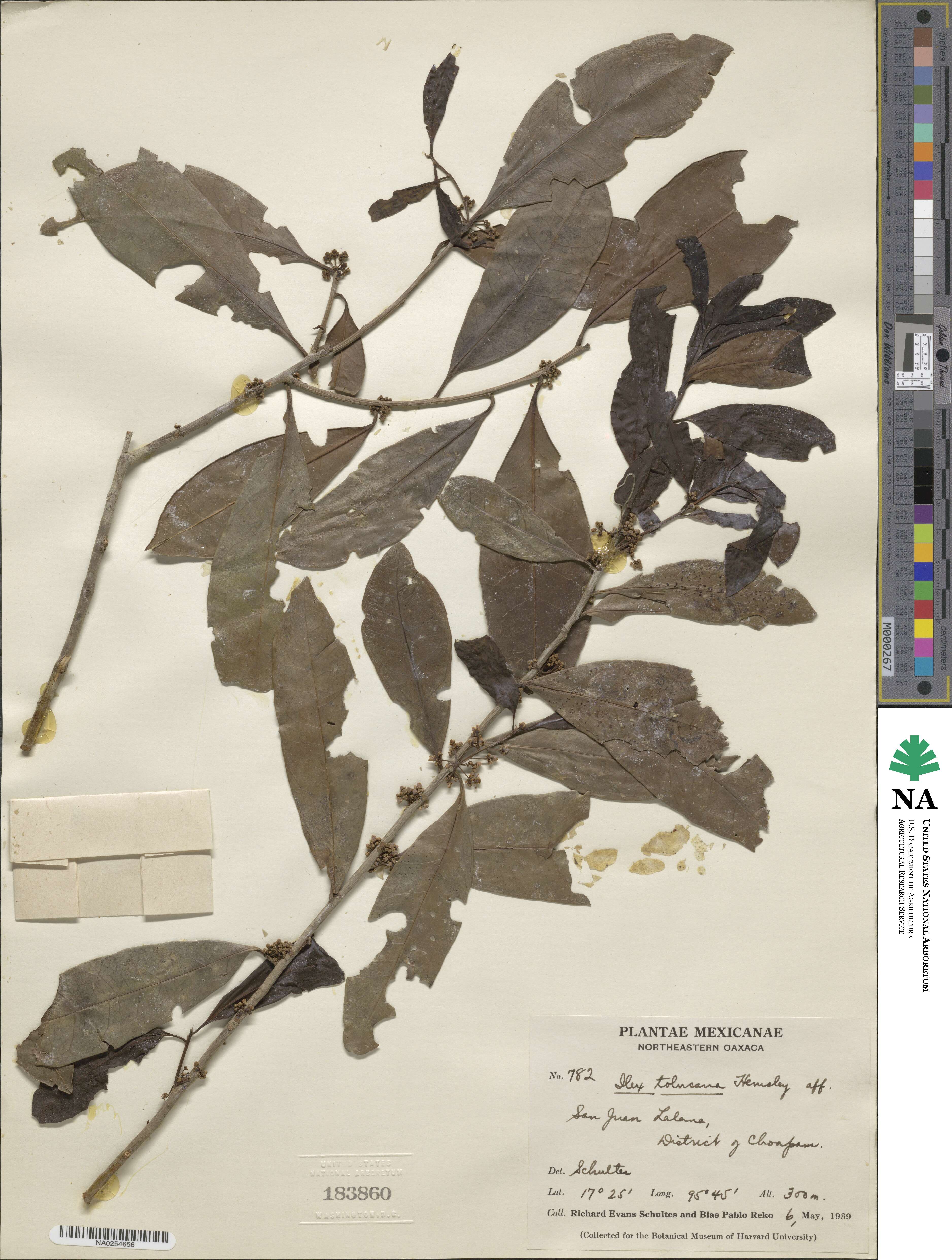 Ilex discolor var. tolucana image