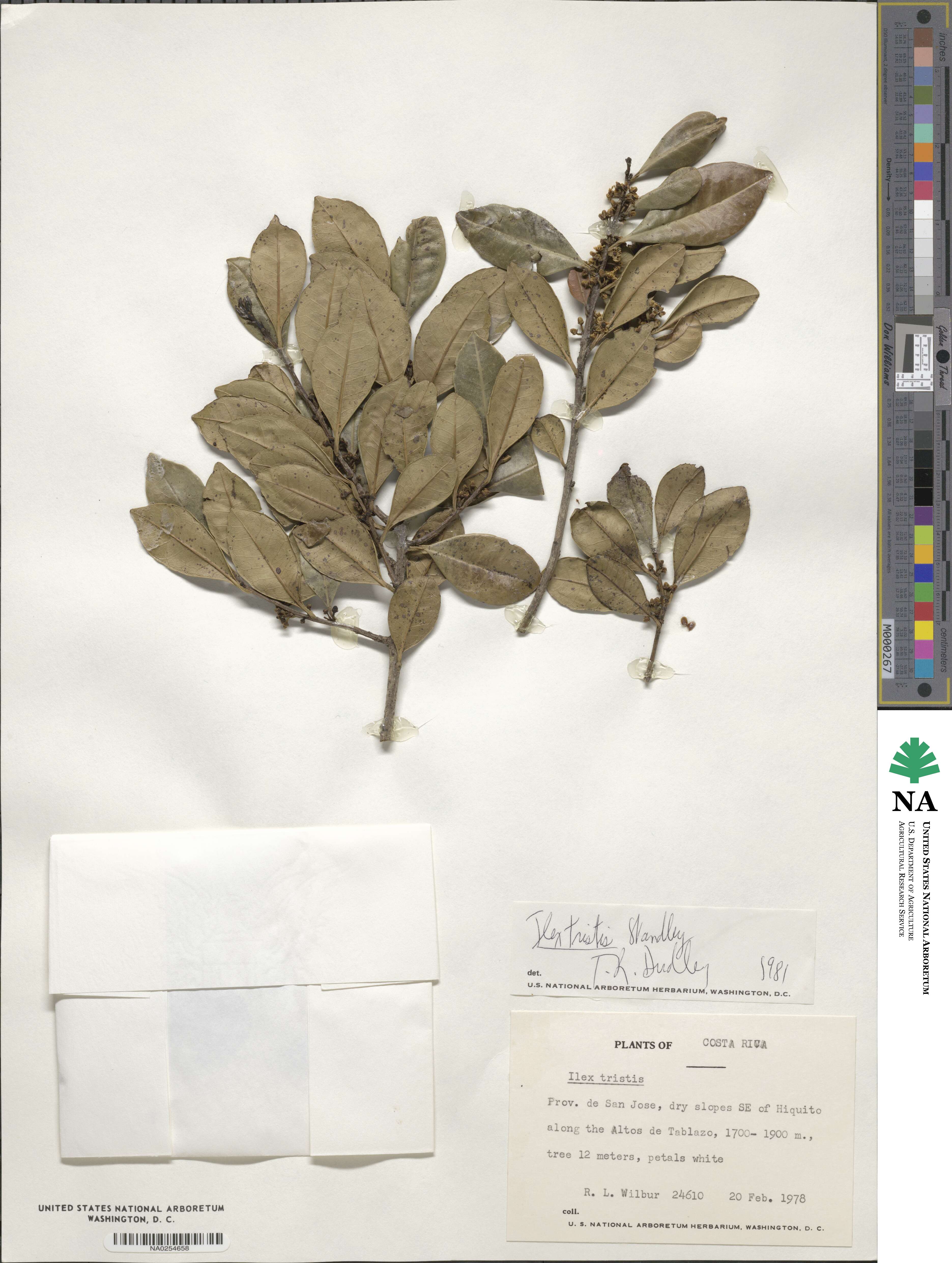 Ilex lamprophylla image