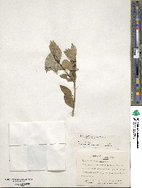 Ilex valerii image