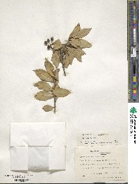 Ilex valerii var. ramonensis image