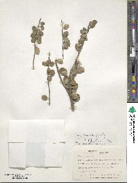 Ilex vulcanicola image