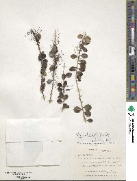 Ilex vulcanicola image