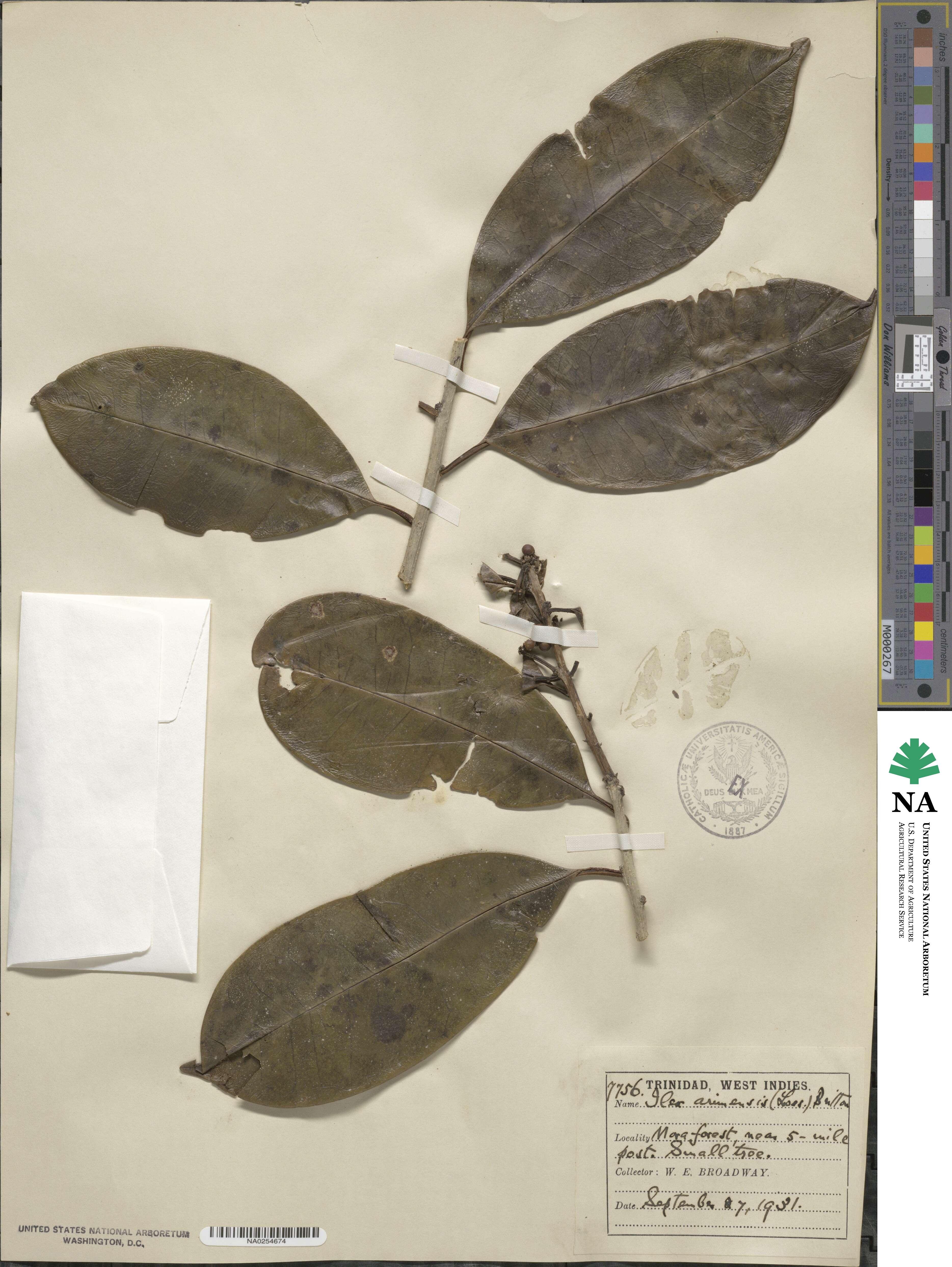 Ilex arimensis image