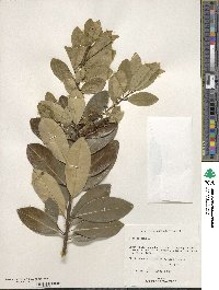 Ilex cassine image